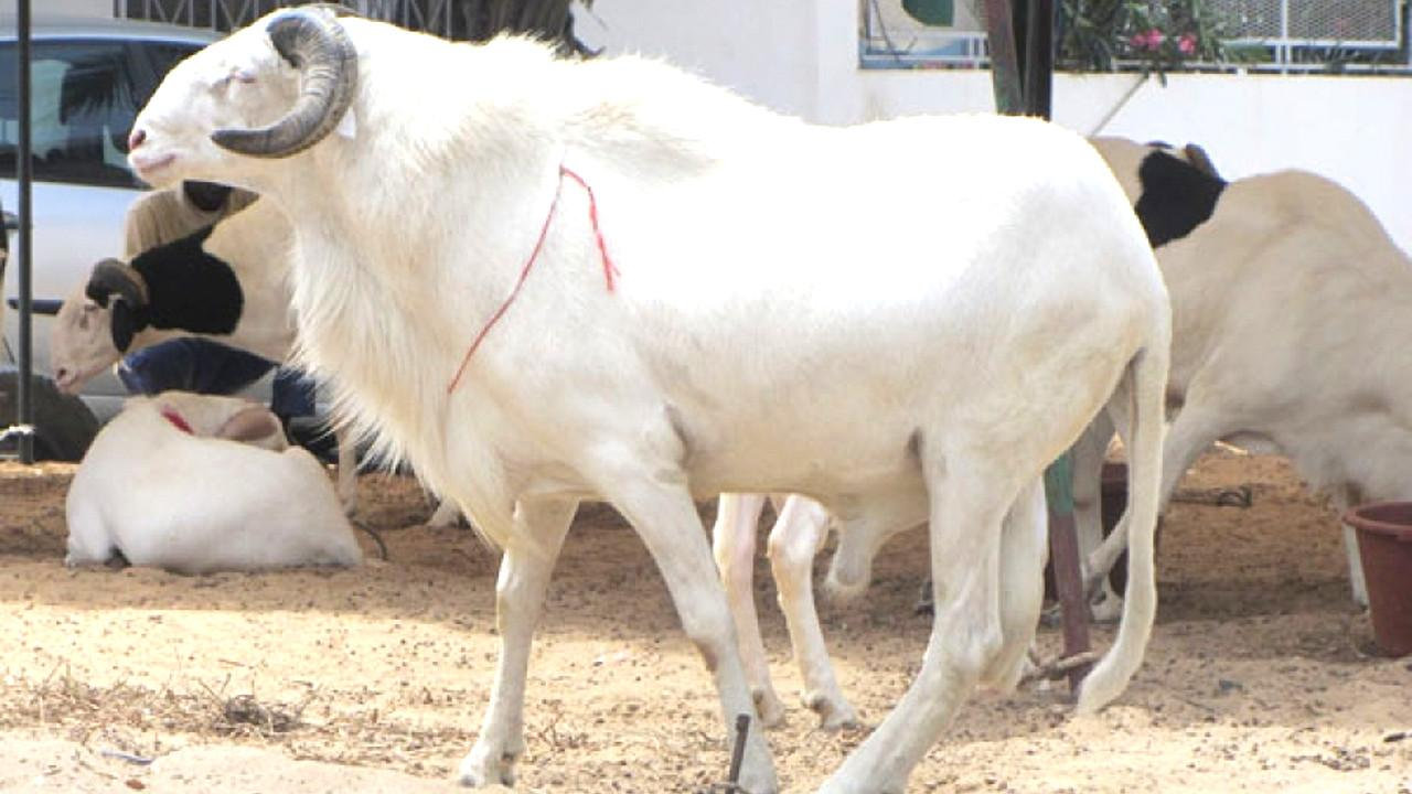 Béliers de qualité